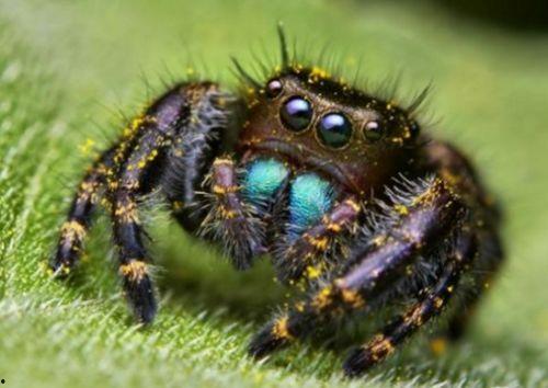 蜘蛛眼睛图片,揭秘独特视角下的视觉奇观