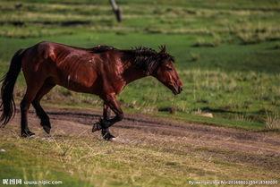 新疆马图片,丝绸之路上的骏骑传奇